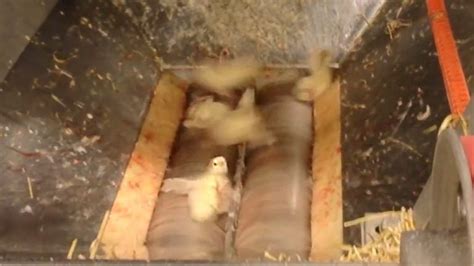 Chick Culling Video Shows The Machine That Grinds Turkey Chicks Alive