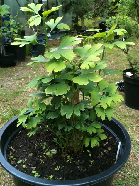 Introduction To Ginkgos As Bonsai