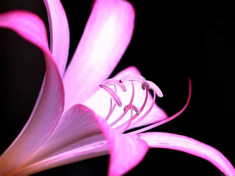 Pink Flower On A Black Background Wallpaper Nature And