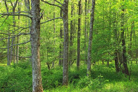 Free Images Tree Nature Wilderness Hiking Trail Meadow Sunlight