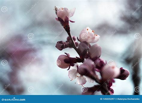 Apricot Flower Bud On A Tree Branch Branch With Tree Buds Stock Image