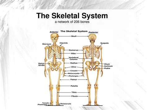 Ppt The Skeletal System A Network Of 206 Bones