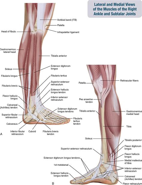 Tendons are similar to ligaments; 11. Muscles of the Leg and Foot | Musculoskeletal Key