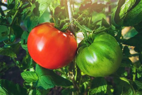 How To Grow Green Zebra Tomatoes Angelic Home Living