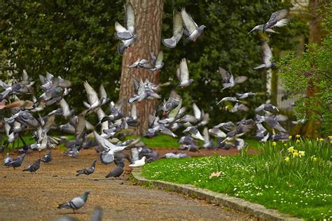 Pigeons In The Park Flickr Photo Sharing