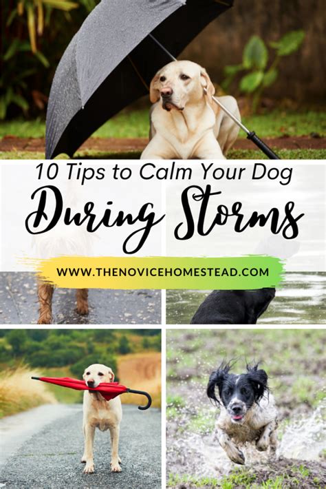 10 Tips To Calm Your Dog During Storms The Novice Homestead
