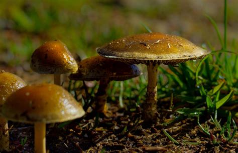 Free Picture Mushroom Fungus Moss Wood Herb Nature Spore Poison