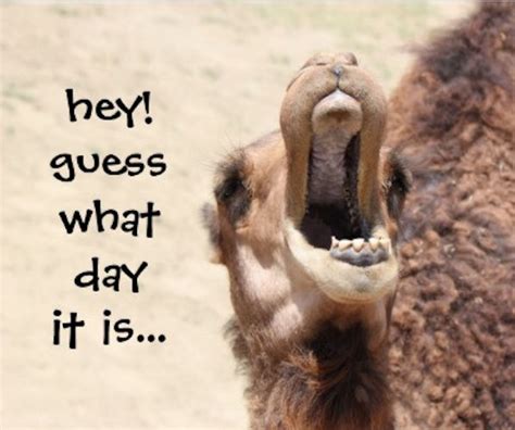 Guess What Day It Is Pictures Photos And Images For