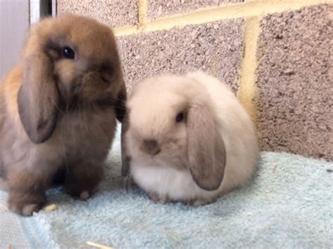 Mini Lop Rabbits For Sale Pets4homes Mini Lop Mini Lop Rabbit Rabbit