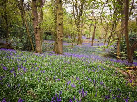 The Very Best Bluebell Woods Staffordshire Marvellous Middle England
