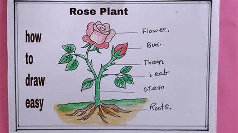 How To Draw Parts Of A Rose Plantrose Plant Drawing Youtube