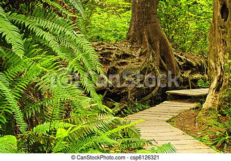 Path In Temperate Rainforest Path Through Temperate Rain Forest