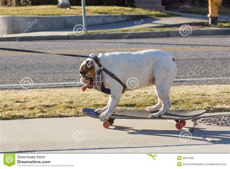 His rolling style has earned him. English Bulldog On A Leash Ride On Skateboard Stock Image ...