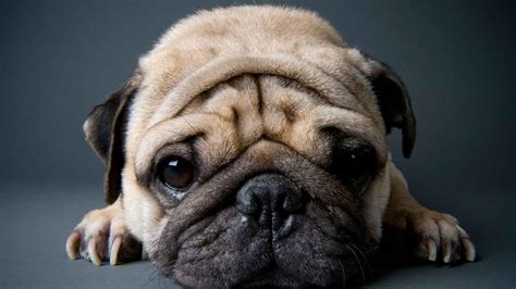 Pug Acne Treatment Cause And Symptoms