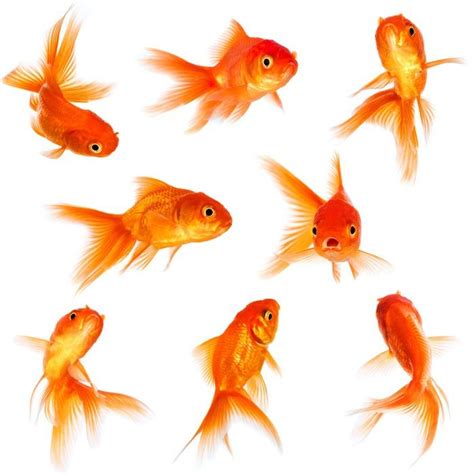 Goldfish Sticker • Pixers® We Live To Change Goldfish Art Gold