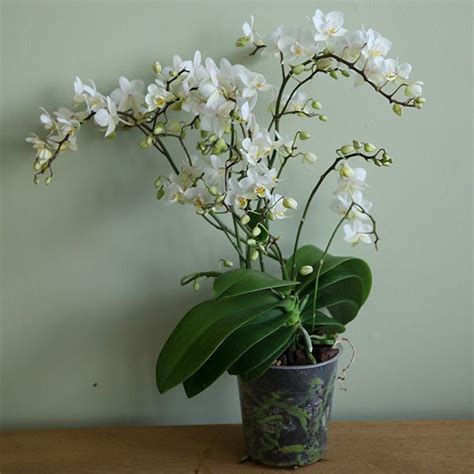 Buy Moth Orchid Phalaenopsis White Willd Orchid Delivery By Waitrose