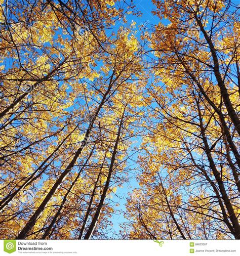 Golden Autumn Forest Trees And Blue Sky Stock Image Image Of Leaves