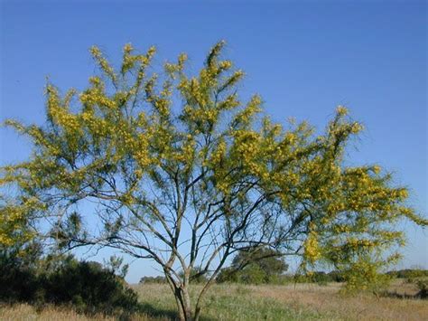 Retama Jerusalem Green Whispy Scrubby Tree With Yellow Blooms