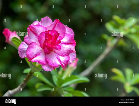 Pink Carnation Flowers Stock Photo Alamy