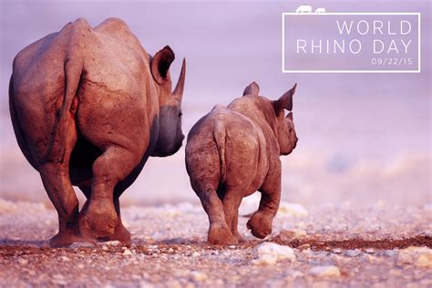World Rhino Day Earth Touch News Network