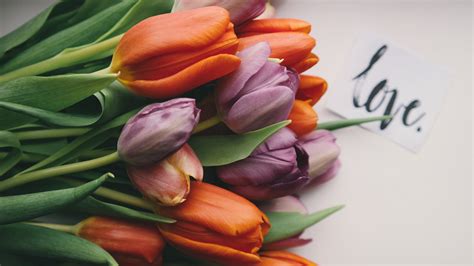 Download Wallpaper Tulips With Love 5120x2880