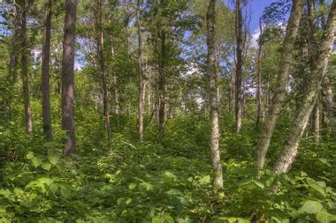 Fun things to do in bemidji. 17 Best Things to Do in Bemidji, Minnesota