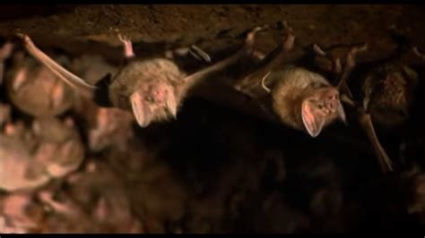 Vampire Bats Nesting In A Cave Expedition Guyana Bbc Earth Youtube
