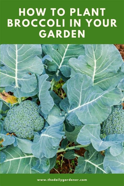 How To Plant Broccoli In Your Garden Tricks To Care