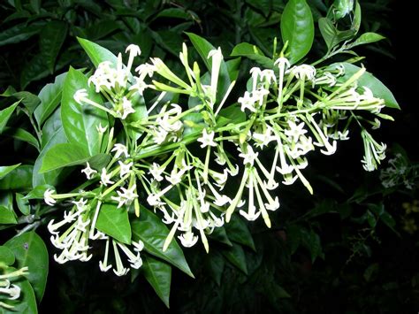 Mbak juga tumben datang nggak kasih kabar ? SMSJ77 CONNEXION: Janda .....