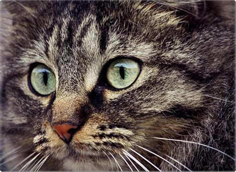 Overall best cat treats for diabetic cats in 2021. Diabetic Cat Food - Pet Coupon Savings