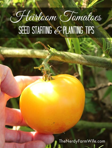 Growing Heirloom Tomatoes