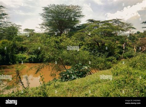 Scenic View Of Acacia Trees Growing Along Athi River In Nairobi