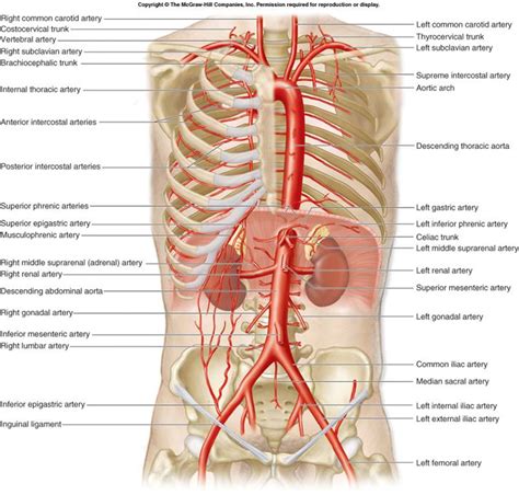 Chapter 23 Cardiovascular System Biology 4 Human Anatomyprofessor