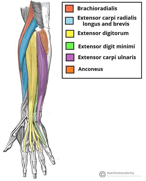 Muscles Of The Anterior Forearm Flexion Pronation 60 Off