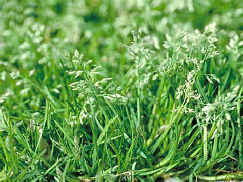How To Prevent Winter Weeds In Lawn Fertilize In The Fall And