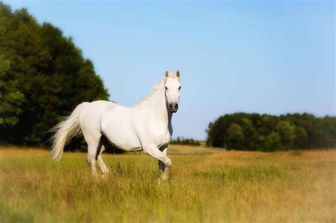 White Horse Wallpapers Pictures Images