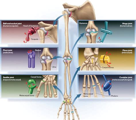Types Classification Of Body Joints Cartilaginous Synovial Joint