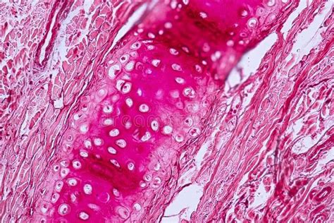 Histological Sample Elastic Cartilage Tisue Under The Microscope