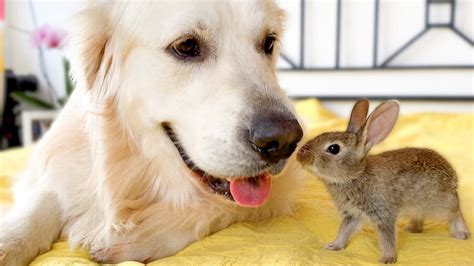 Cute Baby Bunnies Kiss The Golden Retriever Youtube