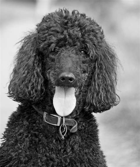 Cão Poodle Bela Padrão · Foto Gratuita No Pixabay