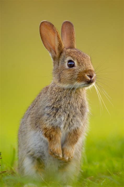 The 25 Best Wild Rabbit Ideas On Pinterest Jack Rabbit Hare And Rabbits