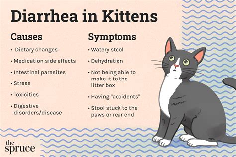 Kitten Diarrhea When To See The Vet