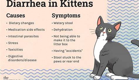 What To Do If Kitten Has Diarrhea - www.inf-inet.com