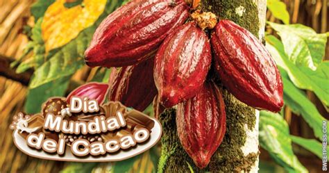 ¡feliz Día Mundial Del Cacao