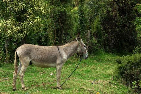 Jerusalem Donkey On A Farm Photograph By Robert Hamm