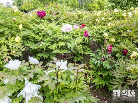 Japanese Tree Peonies Field Paeonia Lutea High Noon Paeonia