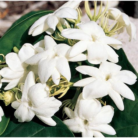 Shop 35 Gallon White Arabian Jasmine Flowering Shrub L5922 At