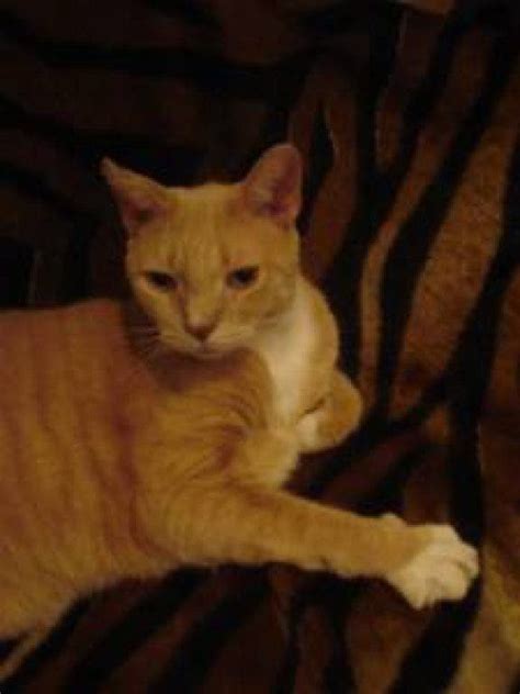 Lost Orange Tabby Found Reuniting With Owner Jamaica Plain Ma Patch