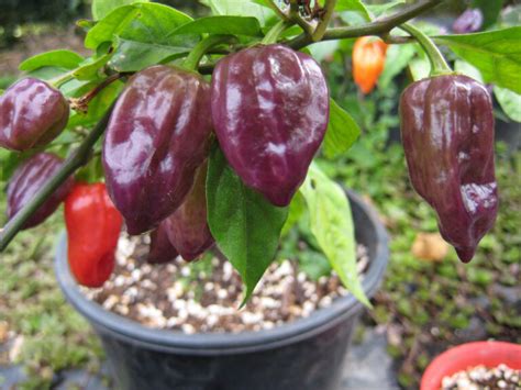 Purple Super Hot Pepper Types Pepper Variety Options Garden Go Time
