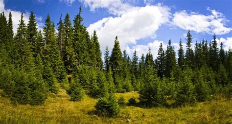 Pine Forest Landscape Stock Photo Image Of Green Background 16261680